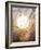 View of Gorgeous Sun Through Fresh Grain-null-Framed Photographic Print