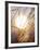 View of Gorgeous Sun Through Fresh Grain-null-Framed Photographic Print