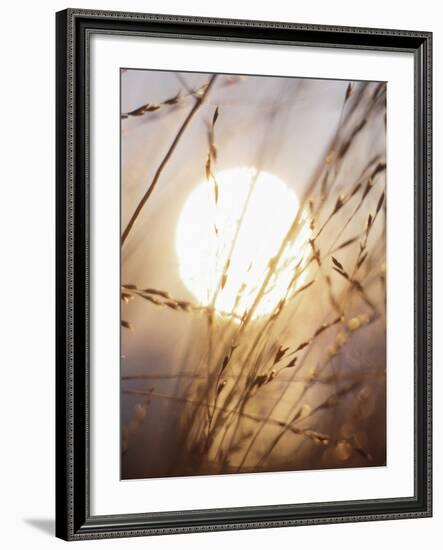 View of Gorgeous Sun Through Fresh Grain-null-Framed Photographic Print