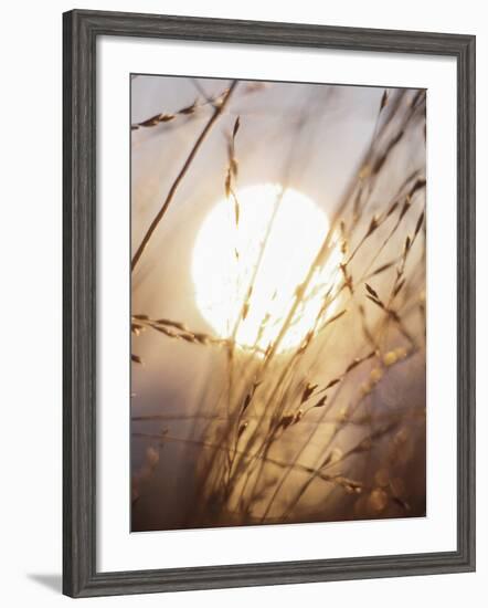 View of Gorgeous Sun Through Fresh Grain-null-Framed Photographic Print