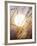 View of Gorgeous Sun Through Fresh Grain-null-Framed Photographic Print