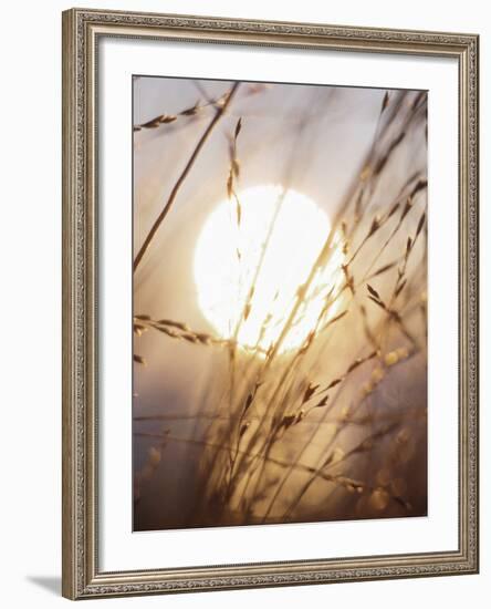 View of Gorgeous Sun Through Fresh Grain-null-Framed Photographic Print