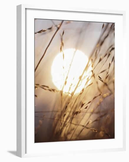 View of Gorgeous Sun Through Fresh Grain-null-Framed Photographic Print