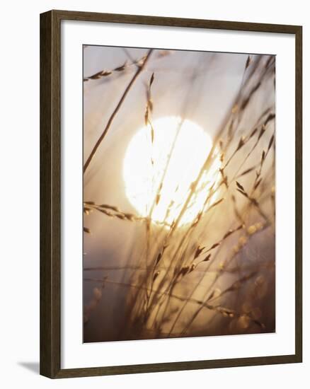 View of Gorgeous Sun Through Fresh Grain-null-Framed Photographic Print