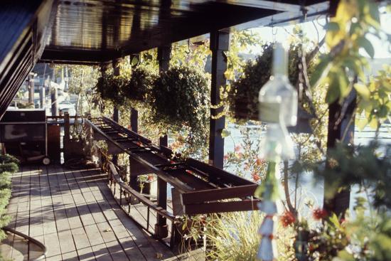 View Of Hanging Plants On The Deck A Floating Home Sausalito Ca View Of Hanging Plants On The Deck A Floating Home Sausalito Ca 1971 Photographic Print By Michael Rougier Art