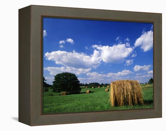 View of Hay Bales in Farm Field, Lexington, Kentucky, USA-Adam Jones-Framed Premier Image Canvas