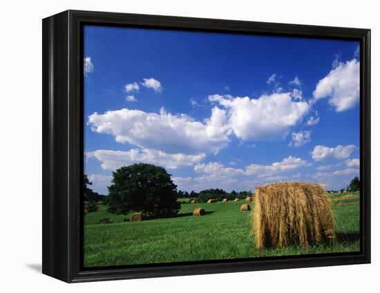 View of Hay Bales in Farm Field, Lexington, Kentucky, USA-Adam Jones-Framed Premier Image Canvas