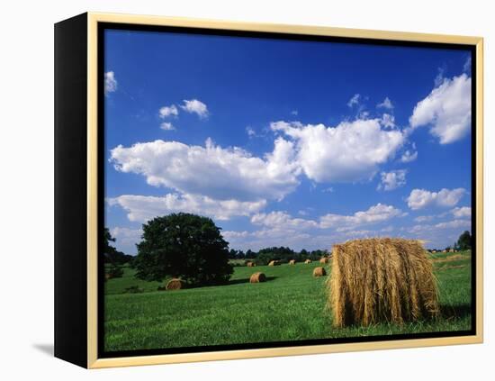 View of Hay Bales in Farm Field, Lexington, Kentucky, USA-Adam Jones-Framed Premier Image Canvas