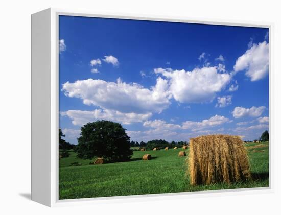 View of Hay Bales in Farm Field, Lexington, Kentucky, USA-Adam Jones-Framed Premier Image Canvas
