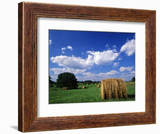 View of Hay Bales in Farm Field, Lexington, Kentucky, USA-Adam Jones-Framed Photographic Print