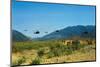 View of Helicopters Landing-null-Mounted Photographic Print