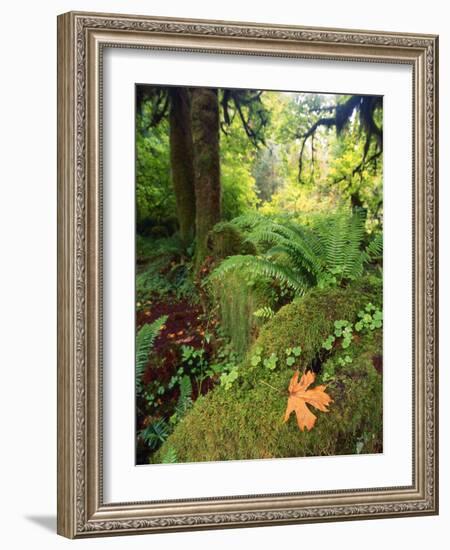 View of Hoh Rainforest, Olympic Peninsula, Olympic National Park, Washington State, USA-Michele Westmorland-Framed Photographic Print