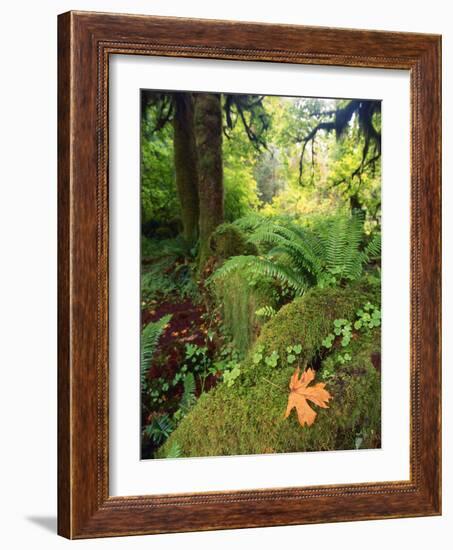 View of Hoh Rainforest, Olympic Peninsula, Olympic National Park, Washington State, USA-Michele Westmorland-Framed Photographic Print