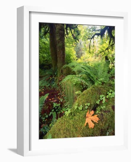 View of Hoh Rainforest, Olympic Peninsula, Olympic National Park, Washington State, USA-Michele Westmorland-Framed Photographic Print