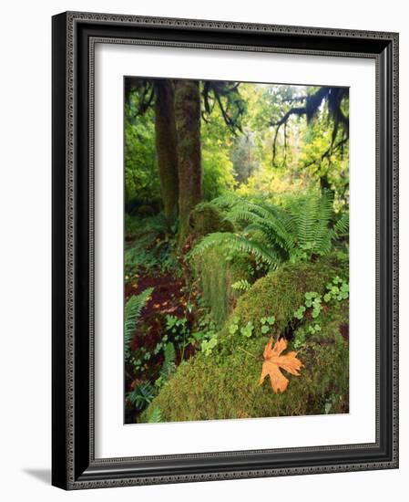 View of Hoh Rainforest, Olympic Peninsula, Olympic National Park, Washington State, USA-Michele Westmorland-Framed Photographic Print