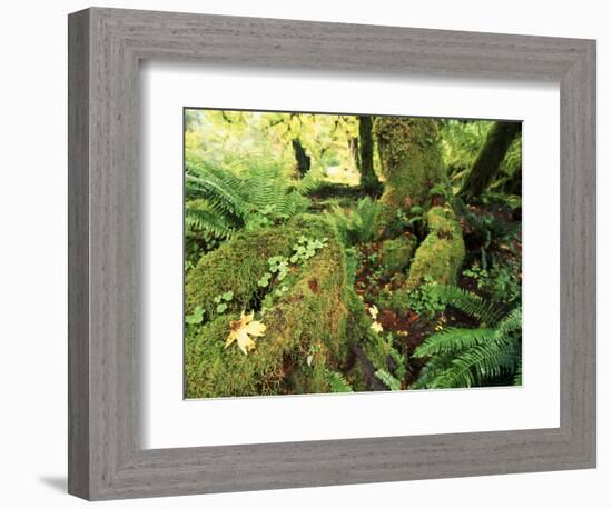 View of Hoh Rainforest, Olympic Peninsula, Olympic National Park, Washington State, USA-Michele Westmorland-Framed Photographic Print