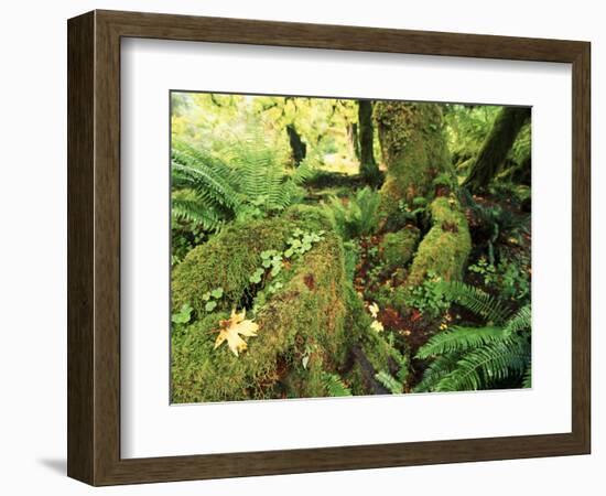 View of Hoh Rainforest, Olympic Peninsula, Olympic National Park, Washington State, USA-Michele Westmorland-Framed Photographic Print