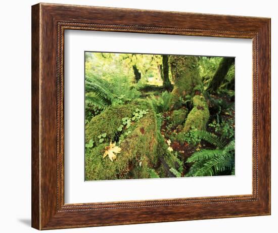 View of Hoh Rainforest, Olympic Peninsula, Olympic National Park, Washington State, USA-Michele Westmorland-Framed Photographic Print