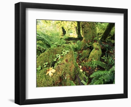 View of Hoh Rainforest, Olympic Peninsula, Olympic National Park, Washington State, USA-Michele Westmorland-Framed Photographic Print