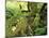 View of Hoh Rainforest, Olympic Peninsula, Olympic National Park, Washington State, USA-Michele Westmorland-Mounted Photographic Print