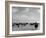 View of Horses Grazing on the Flat Hungarian Plains That Pastures Some 90,000 Horses-Margaret Bourke-White-Framed Photographic Print