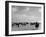 View of Horses Grazing on the Flat Hungarian Plains That Pastures Some 90,000 Horses-Margaret Bourke-White-Framed Photographic Print