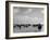 View of Horses Grazing on the Flat Hungarian Plains That Pastures Some 90,000 Horses-Margaret Bourke-White-Framed Photographic Print