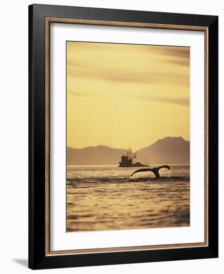 View of Humpback Whale Tail and Fishing Boat, Inside Passage, Alaska, USA-Stuart Westmoreland-Framed Photographic Print