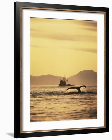 View of Humpback Whale Tail and Fishing Boat, Inside Passage, Alaska, USA-Stuart Westmoreland-Framed Photographic Print