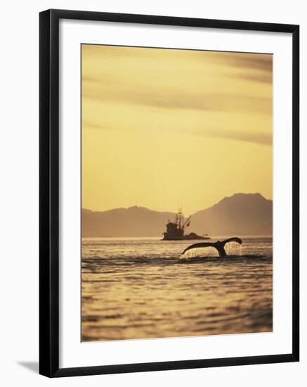 View of Humpback Whale Tail and Fishing Boat, Inside Passage, Alaska, USA-Stuart Westmoreland-Framed Photographic Print