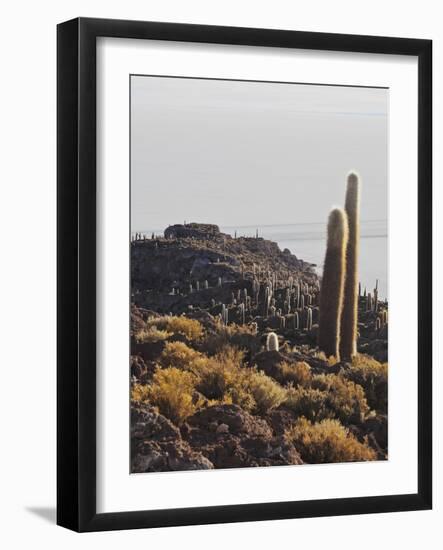 View of Incahuasi Island with its gigantic cacti, Salar de Uyuni, Daniel Campos Province, Potosi De-Karol Kozlowski-Framed Photographic Print