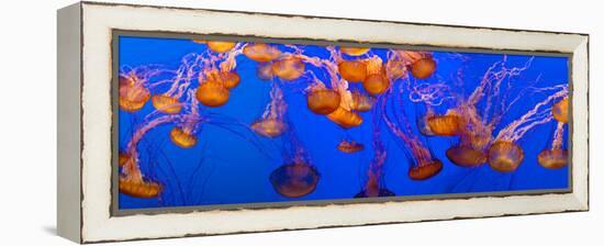 View of Jelly Fish Underwater-null-Framed Stretched Canvas