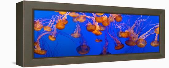 View of Jelly Fish Underwater-null-Framed Stretched Canvas