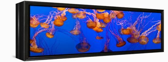 View of Jelly Fish Underwater-null-Framed Stretched Canvas