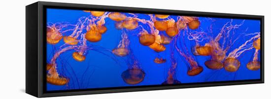 View of Jelly Fish Underwater-null-Framed Stretched Canvas