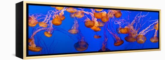 View of Jelly Fish Underwater-null-Framed Stretched Canvas