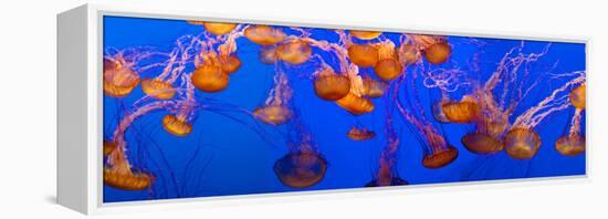 View of Jelly Fish Underwater-null-Framed Stretched Canvas