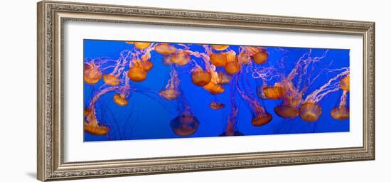 View of Jelly Fish Underwater-null-Framed Photographic Print