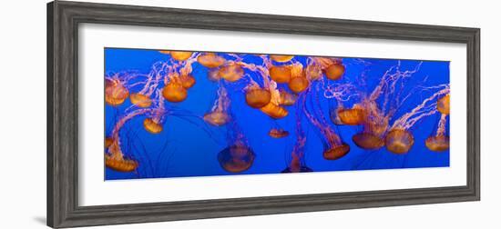 View of Jelly Fish Underwater--Framed Photographic Print