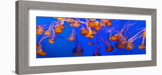 View of Jelly Fish Underwater-null-Framed Photographic Print