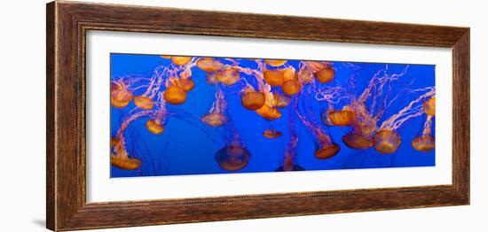 View of Jelly Fish Underwater-null-Framed Photographic Print