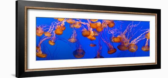 View of Jelly Fish Underwater-null-Framed Photographic Print