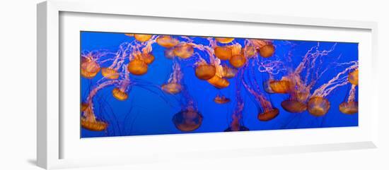 View of Jelly Fish Underwater-null-Framed Photographic Print