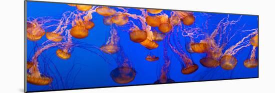 View of Jelly Fish Underwater-null-Mounted Photographic Print