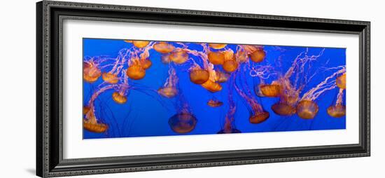 View of Jelly Fish Underwater-null-Framed Photographic Print