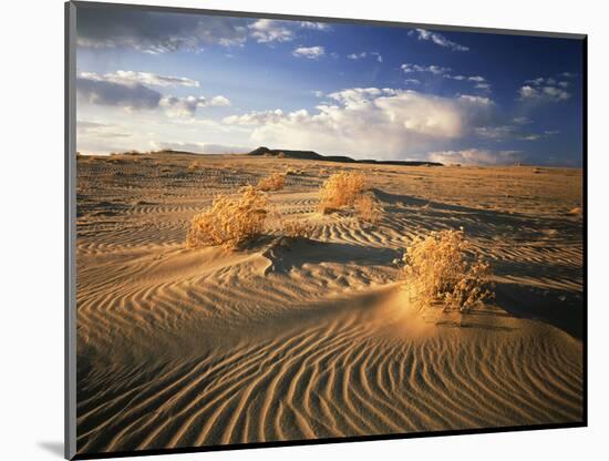 View of Killpecker Sand Dunes at Sunset, Wyoming, USA-Scott T. Smith-Mounted Photographic Print