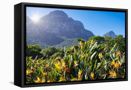 View of Kirstenbosch Botanical Garden, Cape Town, South Africa, Africa-G&M Therin-Weise-Framed Premier Image Canvas