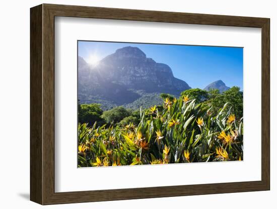 View of Kirstenbosch Botanical Garden, Cape Town, South Africa, Africa-G&M Therin-Weise-Framed Photographic Print