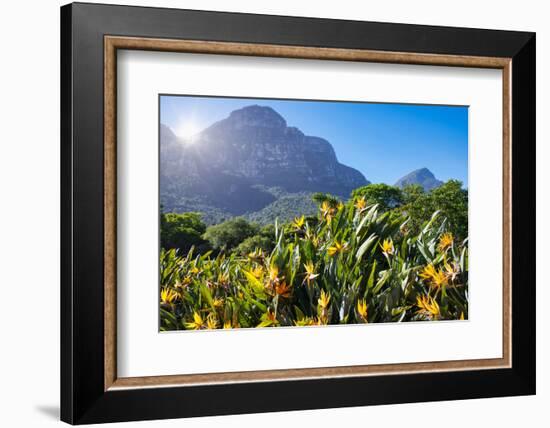 View of Kirstenbosch Botanical Garden, Cape Town, South Africa, Africa-G&M Therin-Weise-Framed Photographic Print