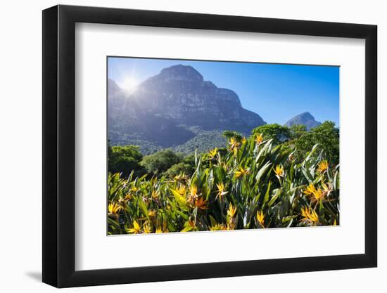 View of Kirstenbosch Botanical Garden, Cape Town, South Africa, Africa-G&M Therin-Weise-Framed Photographic Print